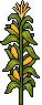 Corn Stalks