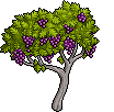 Grape Vines