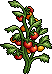 Tomato Plants