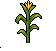 Growing Corn Stalks