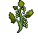 Growing Grape Vines