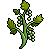 Growing Grape Vines