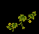 Growing Pumpkin Vines