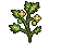 Growing Tomato Plants