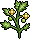 Growing Tomato Plants
