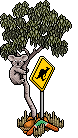 Koala image