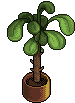 theatre_plant name image