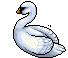 Cigno Regale image