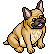 Frenchie image