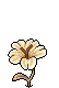Fiore Stellare image
