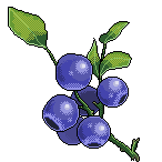 summer_blueberry_left