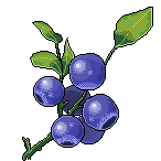 summer_blueberry_right